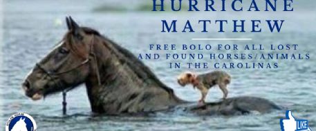 Stolen Horse International Gives Free Services to Hurricane Matthew Lost and Found Animals